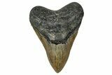 Serrated, Fossil Megalodon Tooth - North Carolina #355843-1
